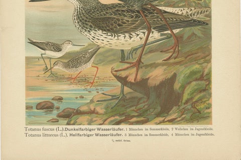 Spotted Redshank and Greenshank, Antique Shorebird Lithograph c.1895, close-up 2