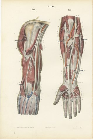 The Humerus and the Nerve Trunks of the Arm, Hirschfeld Anatomy Print, 1866, view 2