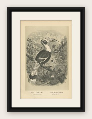 Antique Bird Print of a Great Hornbill and Crested Kingfisher, 1853, shown framed
