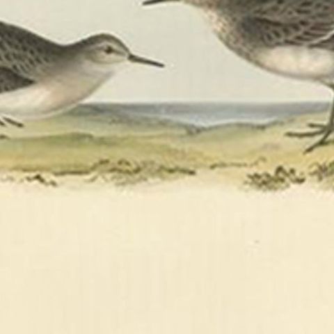 Antique Bird Print of Temminck's Sandpiper by Gould, 1832, close-up 1