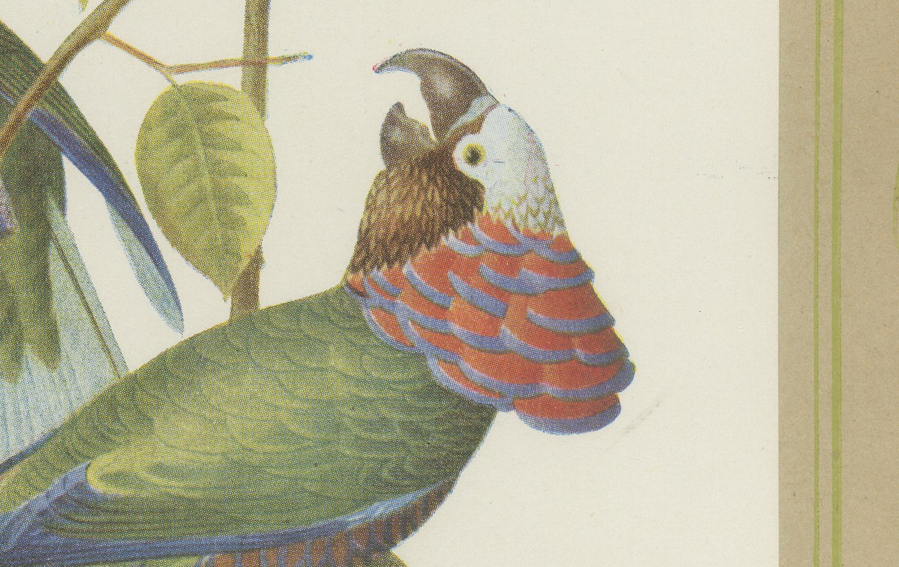 Amazon Parrots, Brazilian Bird Print, Descourtilz, 1944, view 4