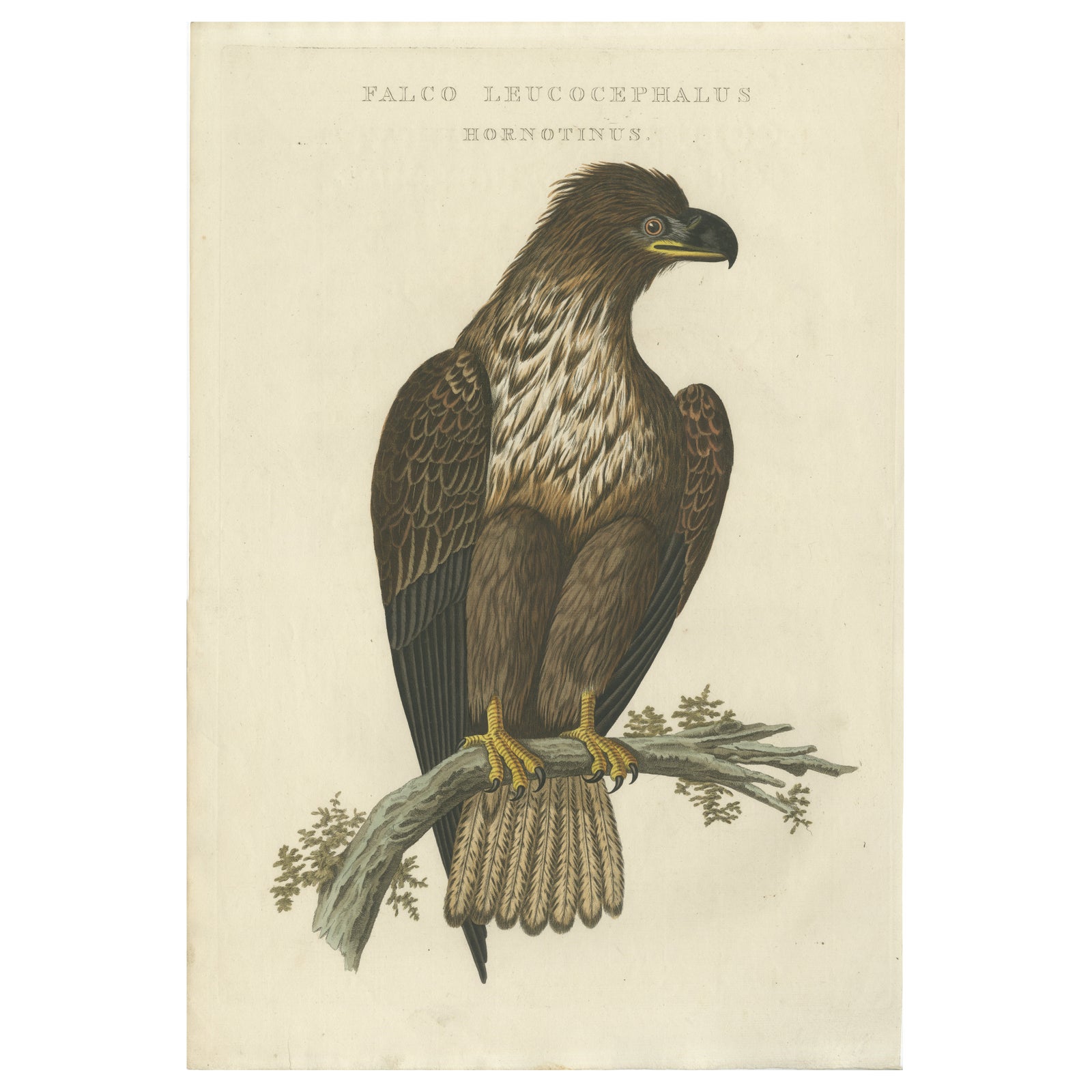The Young Bald Eagle, Antique Dutch Ornithological Engraving, 1770s