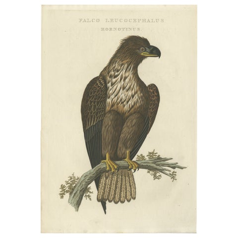 The Young Bald Eagle, Antique Dutch Ornithological Engraving, 1770s