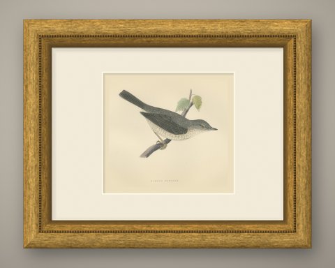 Barred Warbler on a Leafy Twig, Antique Hand Colored Bird Plate, Morris, 1896, shown framed