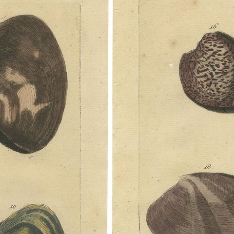 Set of 2 Colored Antique Prints of various Sea Shells and Molluscs, close-up 1