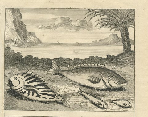 Antique Print of Fish Species 'no. 461' by Valentijn '1726', view 3
