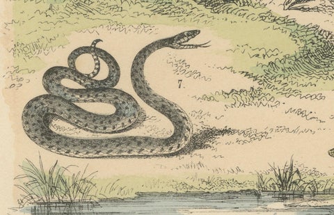 Snakes Print: Boa, Python, Viper, Coral Snake, Antique 1867, close-up 1