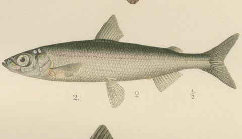 Scandinavian Fishes: Grayling and Whitefish in Exquisite Lithographic Detail, close-up 5