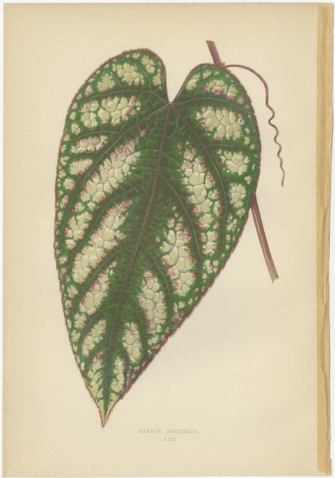 Set of 8 Botany Prints, Begonia Rex, Cissus Discolor '1891', view 9