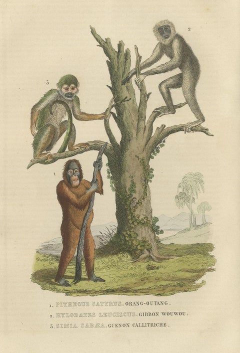 Old Print of a Red or Asiatic Orangoutan, Javan Silvery Gibbon and Green Monkey, close-up 1