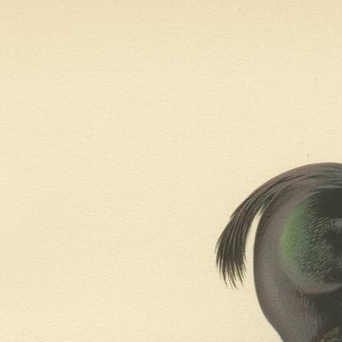 Antique Bird Print of the Tufted Duck by Von Wright, 1929, close-up 1