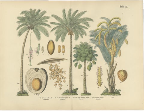Antique Palm Tree Botanical Print, Exotic Tropical Plate, German Atlas 1885, view 2
