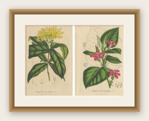 Set of 2 Antique Botany Prints, Aegiphila, Malacophylla by Van Houtte '1848', shown framed
