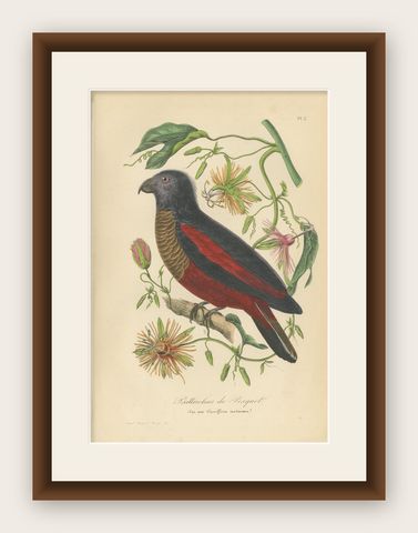 Antique Bird Print of a Pesquet's Parrot, hand-colored, 1853, shown framed