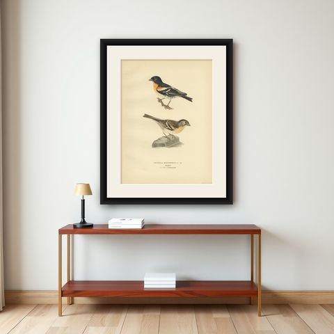 Antique Bird Print of the Brambling by Von Wright, 1927, shown framed on a wall