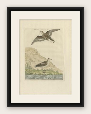 Little Stint, Antique Dutch Ornithology Print by Sepp and Nozeman, circa 1797, shown framed