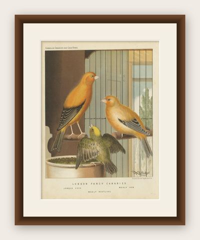 Antique Bird Print of the London Fancy Canaries, circa 1880, shown framed