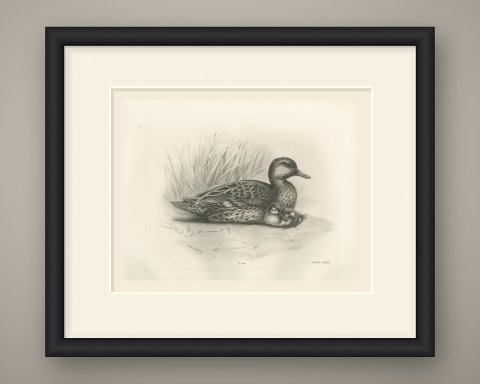 Female Teal with Two Downy Young, Plate CLXXVII after Lilian Medland, c. 1909, shown framed