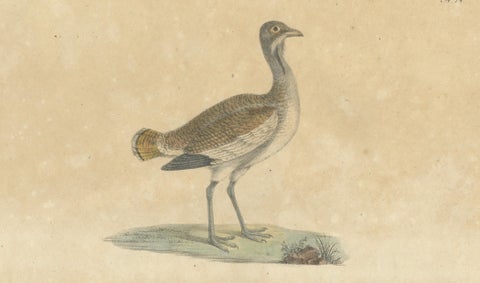 Antique Game Birds & Bustard Lithograph by Karl Joseph Brodtmann, 1816, close-up 2