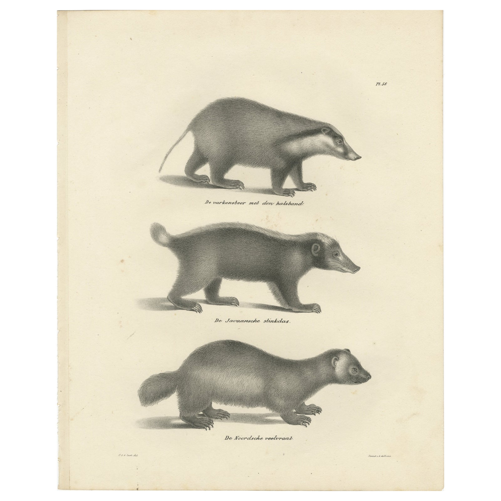 19th-Century Lithograph of Collared Peccary, Javanese Skunk and Nordic Wolverine