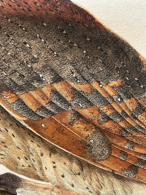 Strix Flammea, Antique Barn Owl Print by Nozeman & Sepp, 1829, view 9