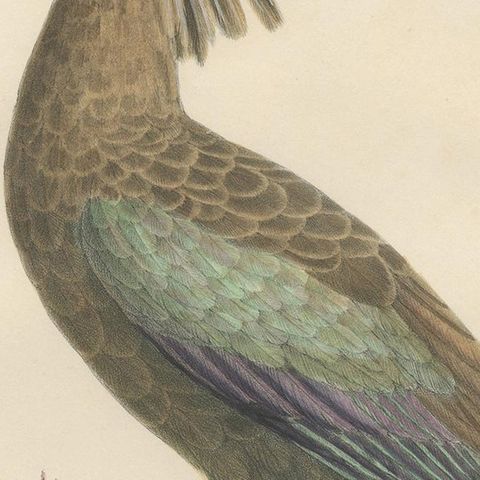 Antique Bird Print of the Olive Ibis by Severeyns 'c.1850', close-up 2
