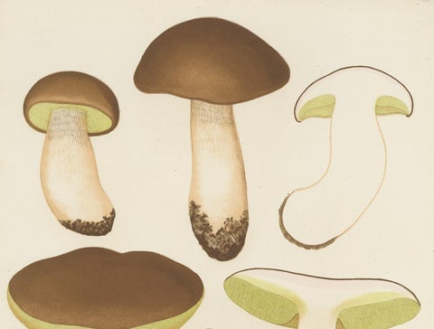 Antique Mycology Print of Boletus Edulis by E.M. Fries, circa 1860, view 4