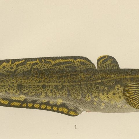 Burbot, Ling, and Blue Ling - Unique Scandinavian Eel-like Fish Lithograph, 1895, close-up 5