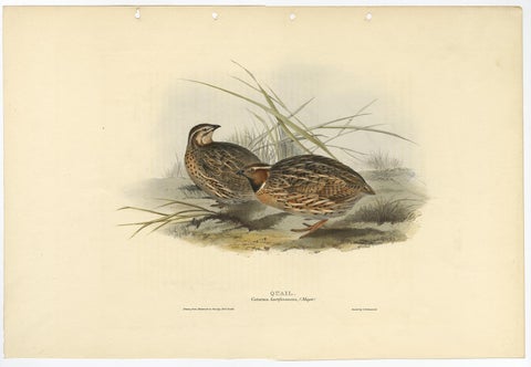 Beautiful Antique Hand-Colored Bird Print of the Common Quail by Gould, 1832, view 2