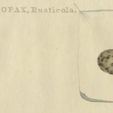 Antique Bird Print of the Eurasian Woodcock by Sepp & Nozeman, 1797, close-up 1