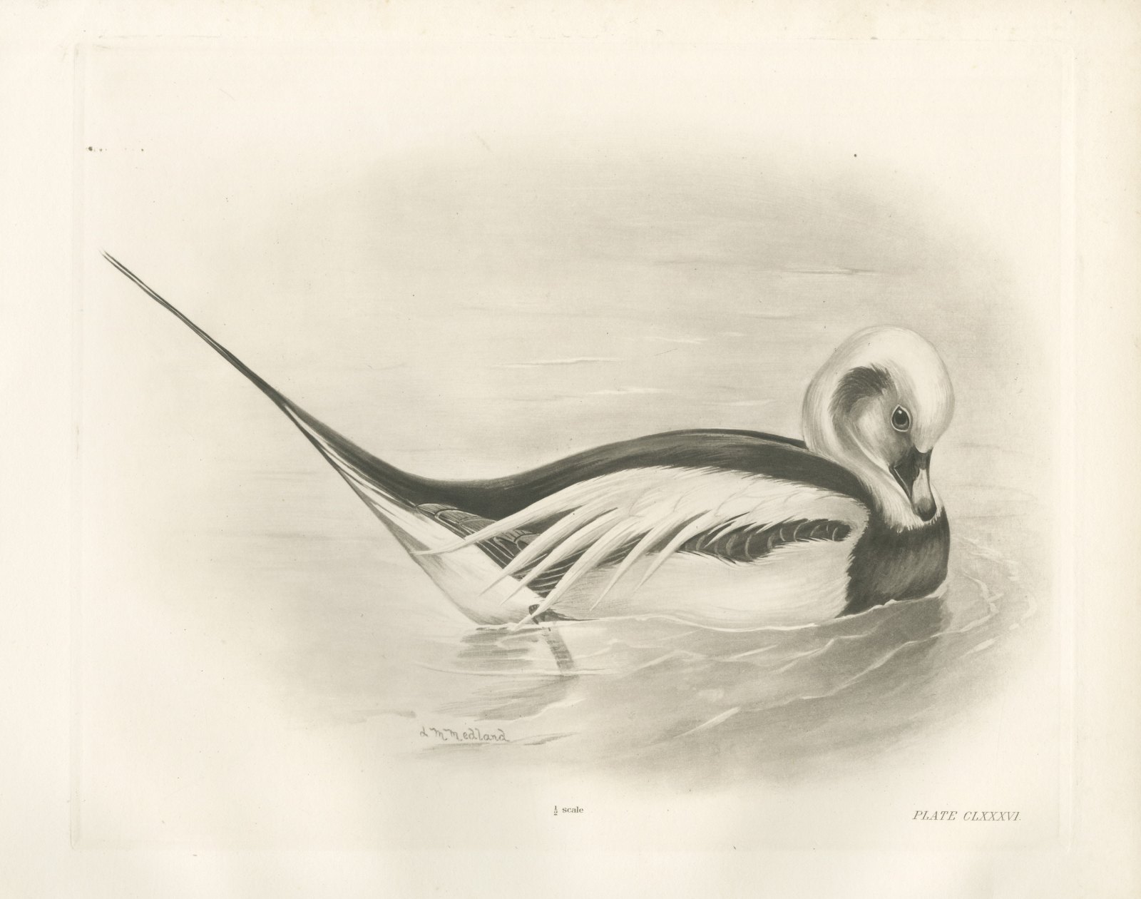 Long-tailed Duck Drake in Winter Plumage after Lilian Medland, c. 1909