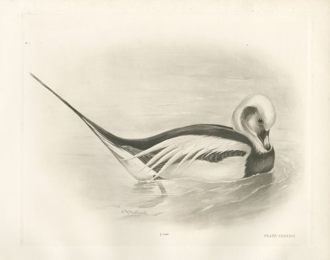Long-tailed Duck Drake in Winter Plumage after Lilian Medland, c. 1909