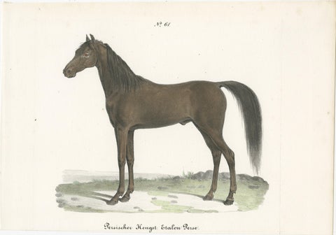 Antique Horse Print of a Persian Stallion, view 2