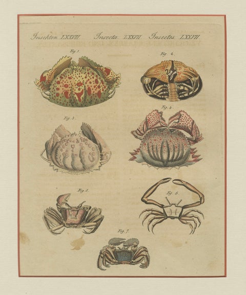 Antique Calappa Box Crabs & Exotic Crabs Engraving, Bertuch, 1813, close-up 1