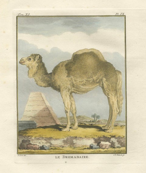 Antique Dromedary Camel Engraving, Buffon Hand-Coloured Print Amsterdam 1769, close-up 1