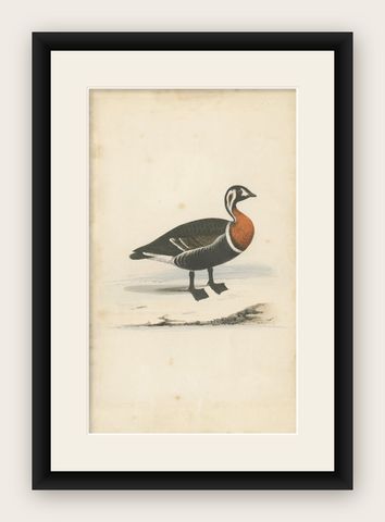 Antique Bird Print of a Red-Breasted Duck, c.1840, shown framed