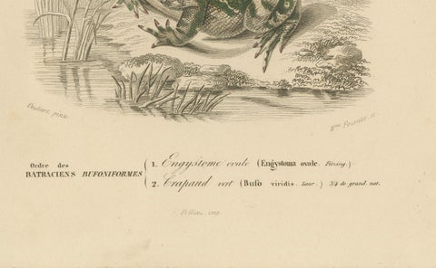 Frog Print of Oval Engystoma and Green Toad, c.1850, by Orbigny, close-up 1