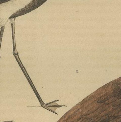 Old Hand-Colored Bird Print a Banded Stilt and a Madagascar Jacana, close-up 1