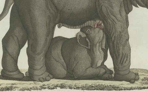 Original Antique Print of Elephant and Mysterious Sukotyro by Bertuch, c. 1800, close-up 5