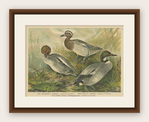 Ducks in Breeding Plumage, Antique 19th Century Chromolithograph Print, shown framed