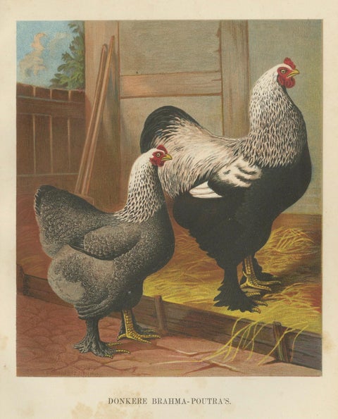 The Majestic Dark Brahma - A Rare 19th Century Poultry Lithograph, 1888, close-up 4