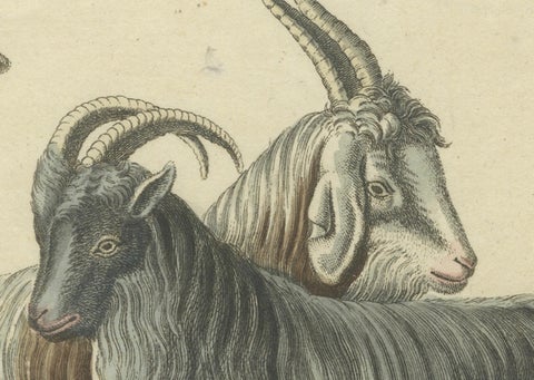 Handcolored Copperplate Engraving of Cashmere Goats and Sheep, Bertuch 1823, close-up 2