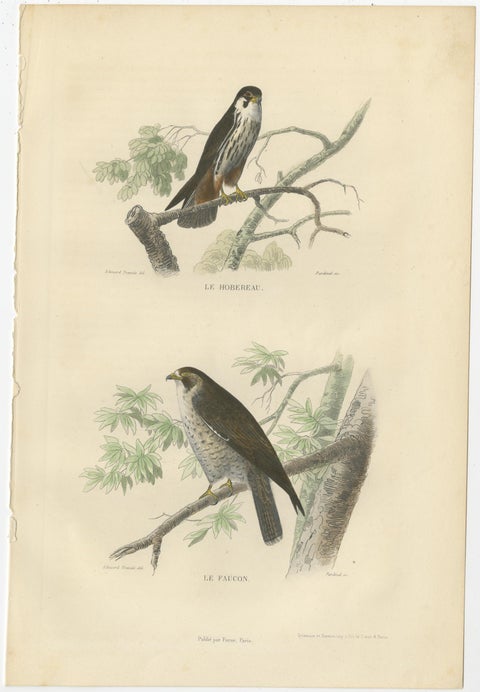 Set of 4 Antique Bird Prints Osprey, Eagle, Buzzard, Falcon by Buffon, 1839, view 4