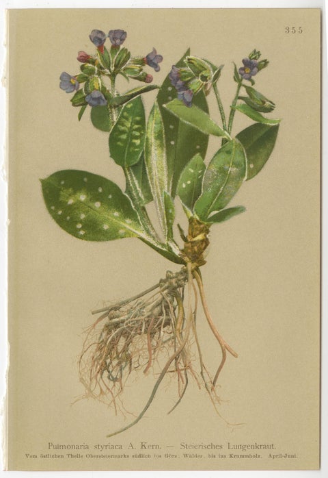 Antique Botanical Prints Alpine Flora Set of 8, Chromolithographs, 1897, view 4