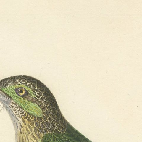 19th Century Ornithological Illustration of the Streaked Barbet (Barbu grivelé), close-up 5