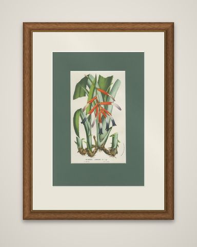 Billbergia liboniana, A Rare 19th-Century Botanical Illustration by van Houten, shown framed