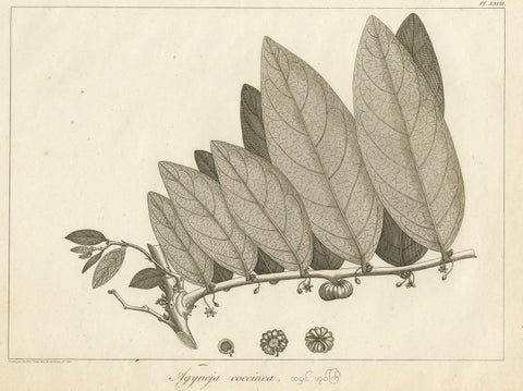 Antique Print of a Coccinea Plant Species by Symes '1800', view 2