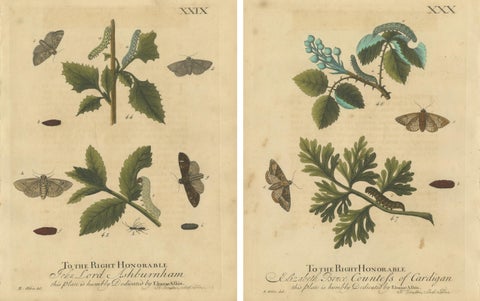 Antique English Moths & Caterpillars on Woodland Plants, Hand-Colored 1720, view 4