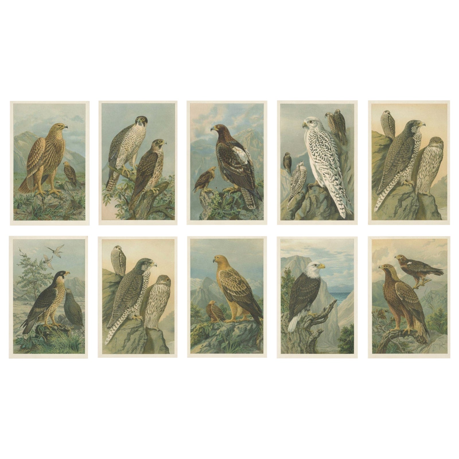 Birds of Prey, Complete Set of 10 Chromolithographs, Eagles & Falcons c1890