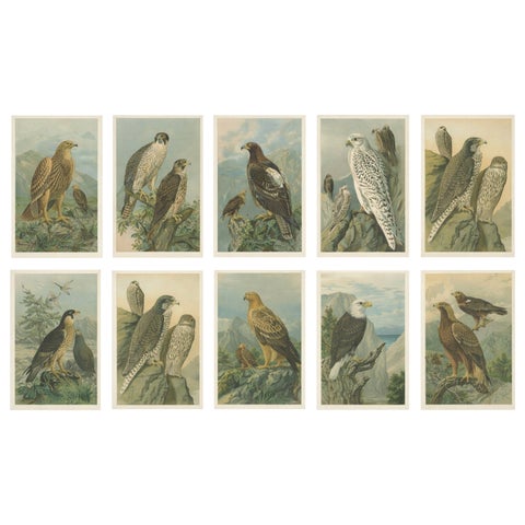 Birds of Prey, Complete Set of 10 Chromolithographs, Eagles & Falcons c1890